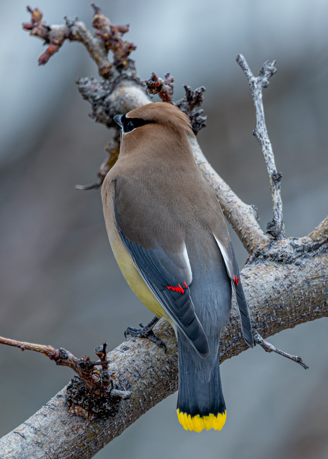 Cedar Waxwing perched with its back facing the camera, showing the red wax-like tips on the wing feathers
