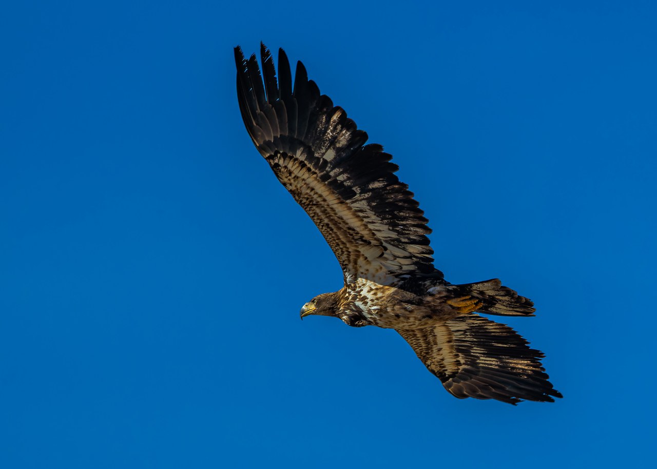 Juvenile Bald Eagle flying against a blue sky