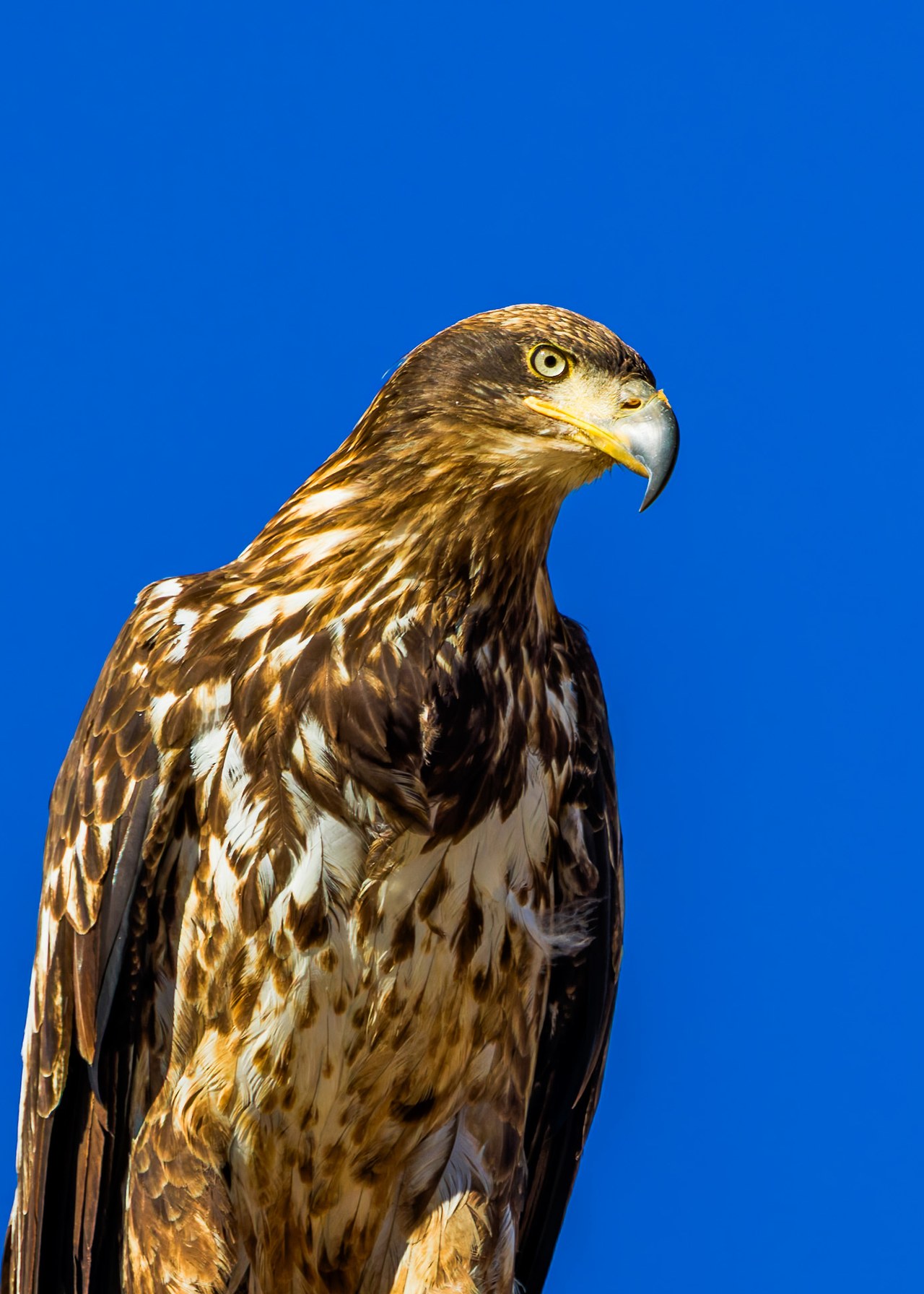 Juvenile Bald Eagle portrait against a blue sky