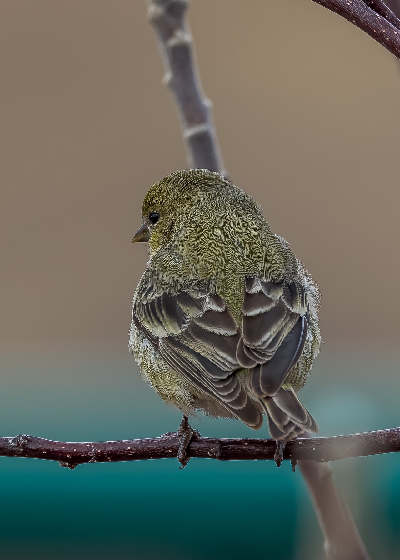 A small Lesser Goldfinch perched on a twig seen from behind
