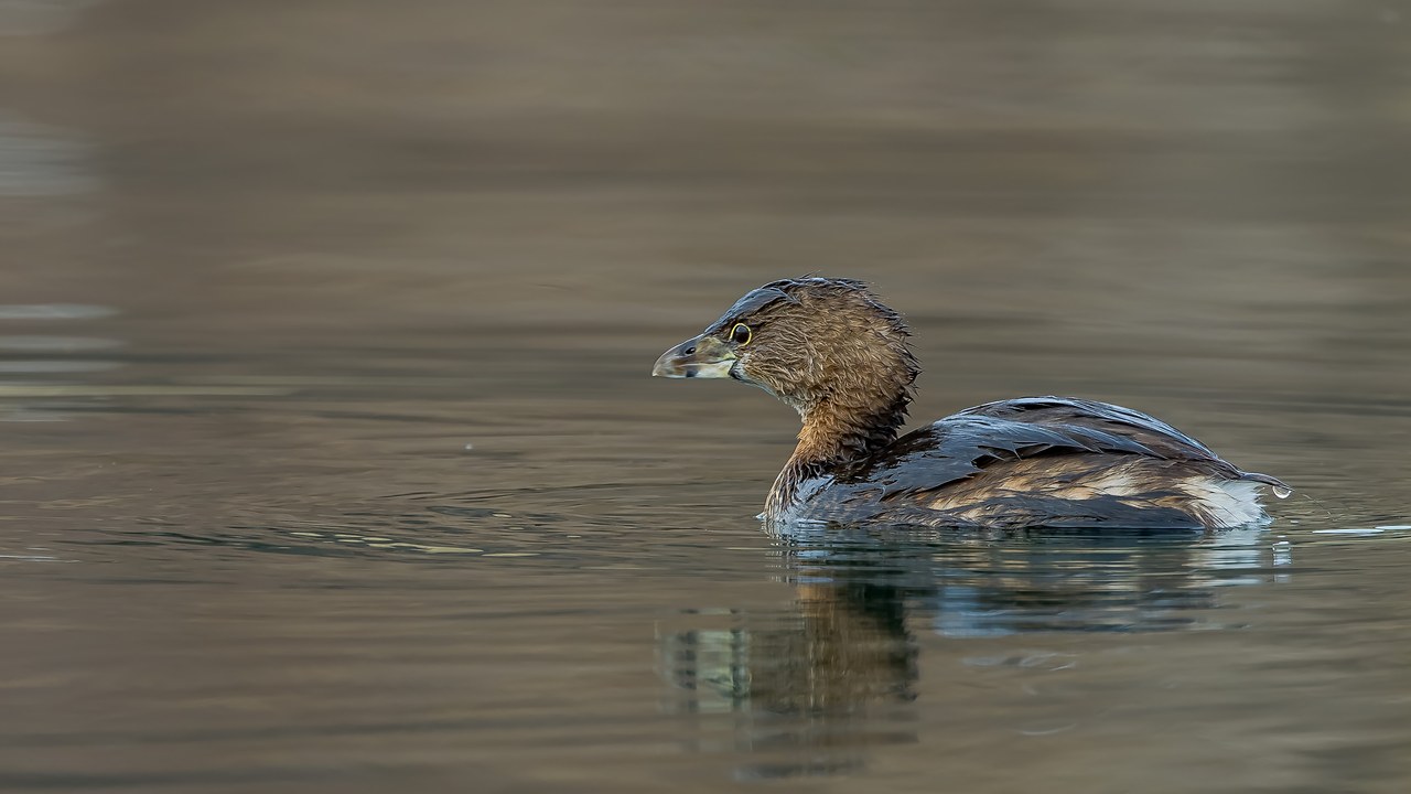 Pied-billed Grebe swimming on calm winter water
