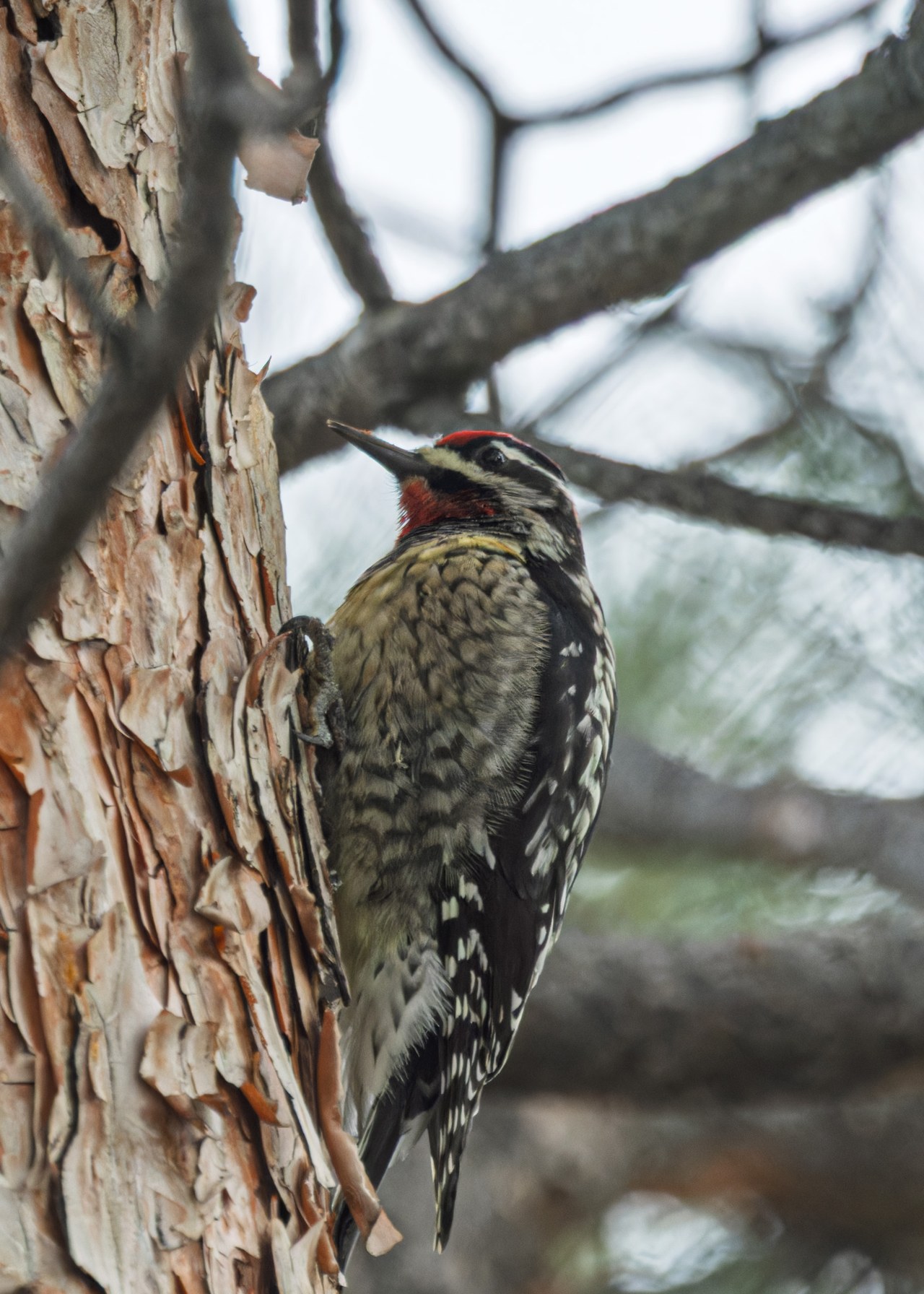 Red-naped Sapsucker clinging to a pine trunk