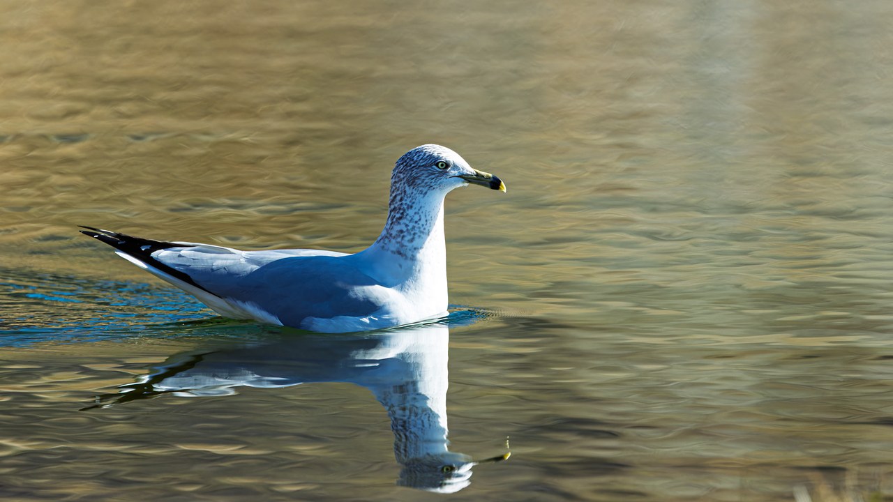 A gull floating on calm water with a reflection