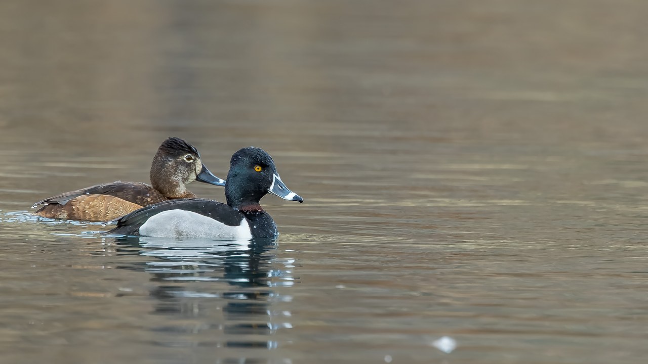 Ring-necked Ducks swimming on calm reservoir water