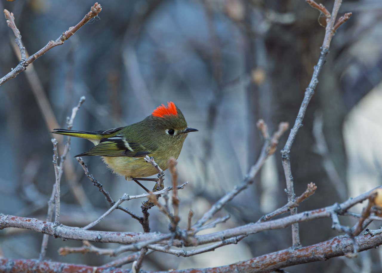 Ruby-crowned Kinglet perched with a bright red crown visible