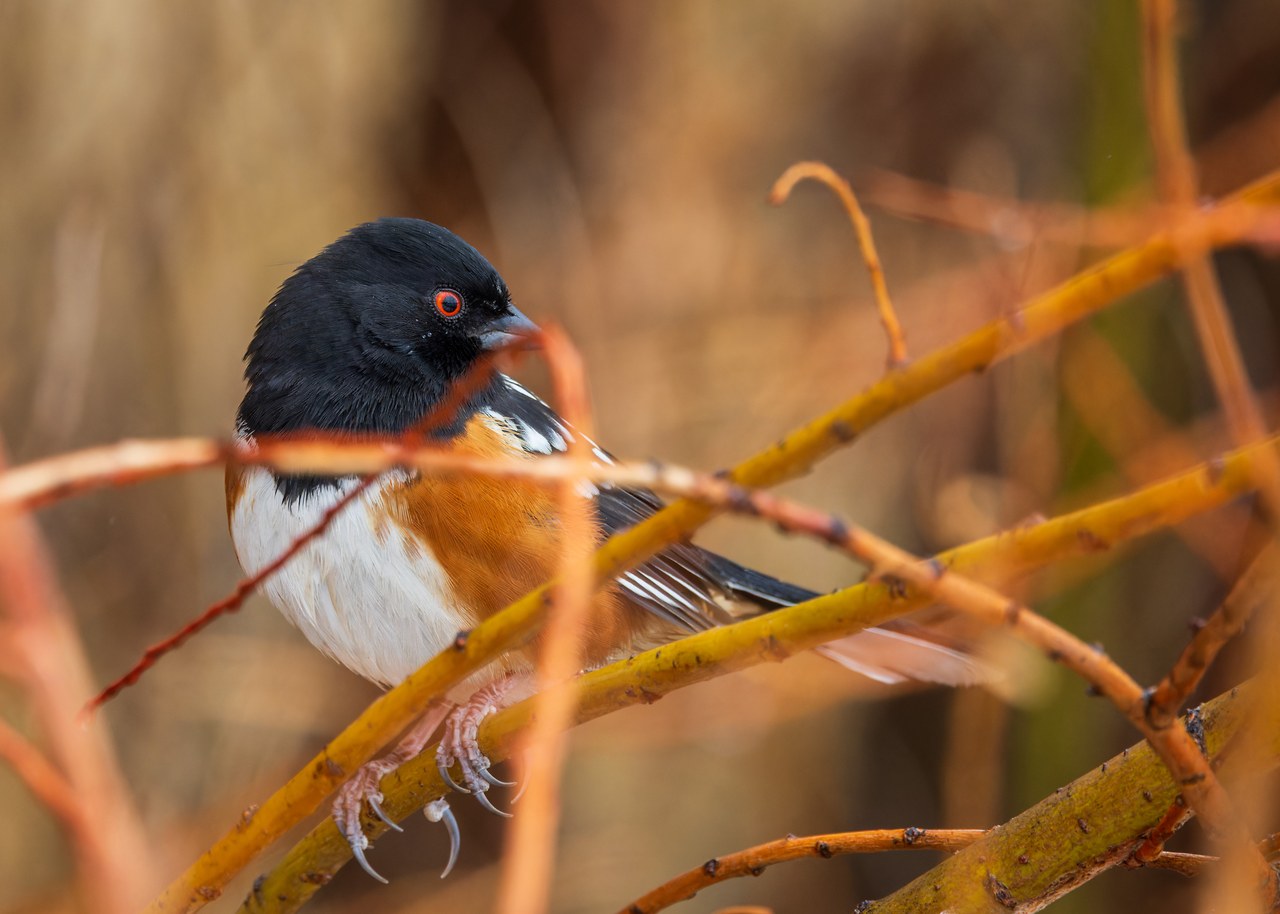 Spotted Towhee perched among orange winter branches