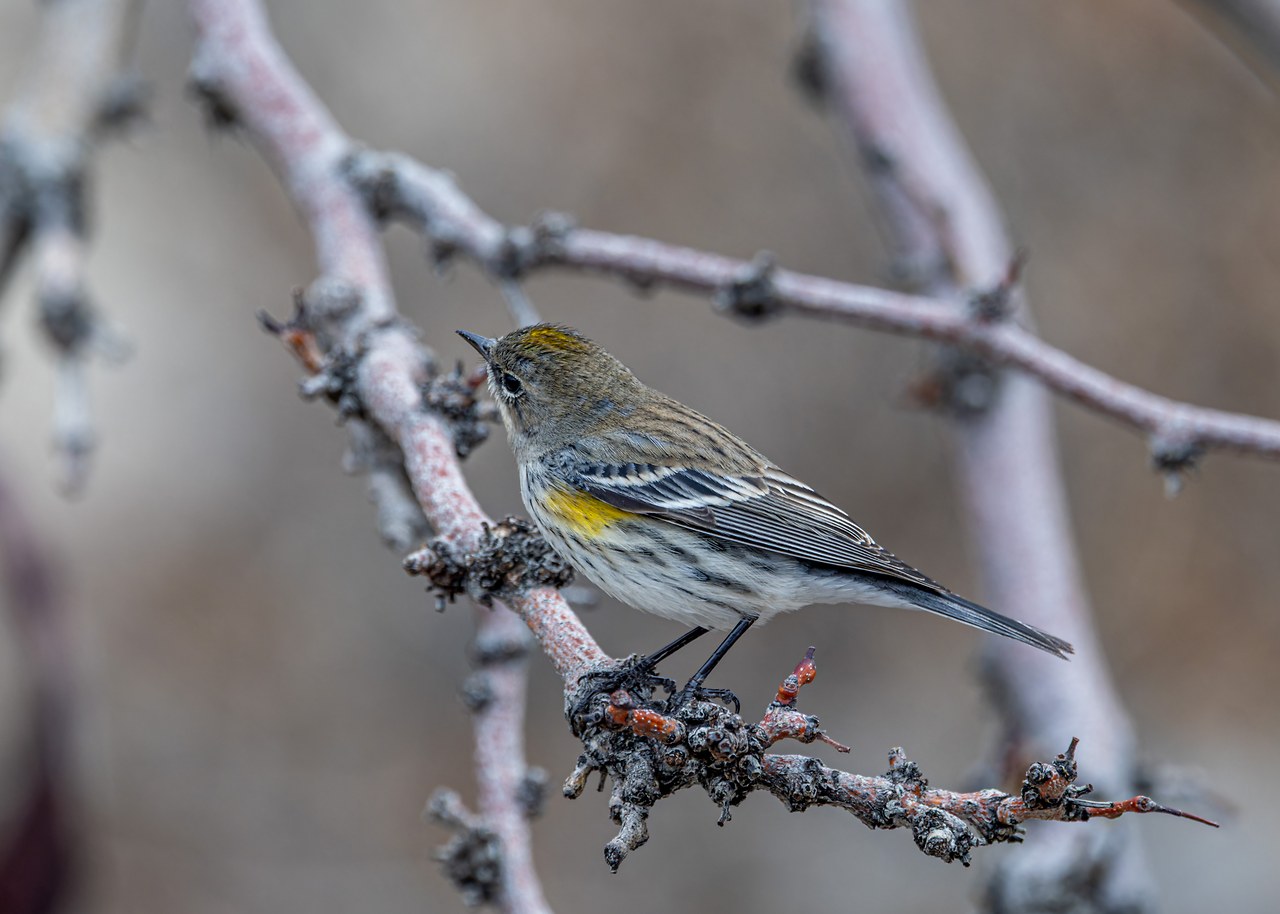 Yellow-rumped Warbler perched on bare winter branches