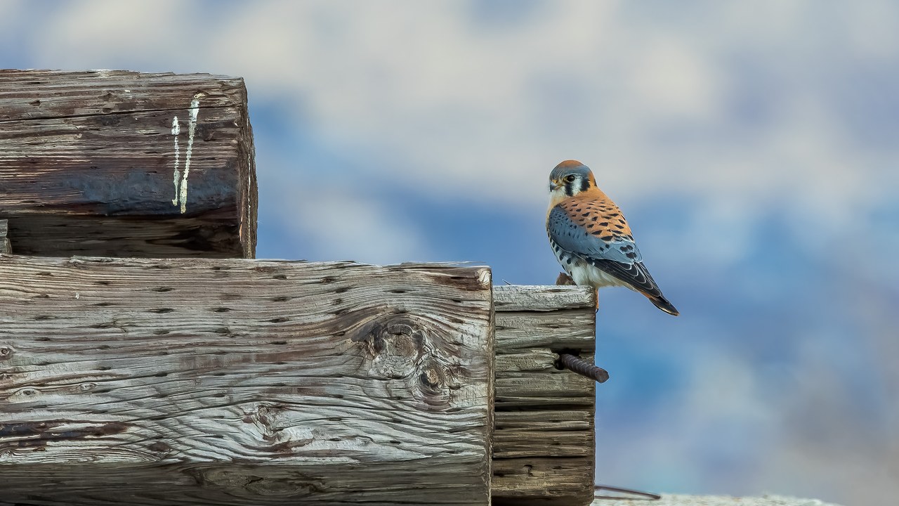 American Kestrel perched on a wooden structure at Bear River