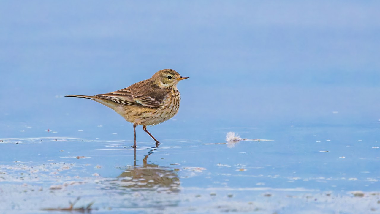 American Pipit standing in shallow winter water at the Antelope Island causeway