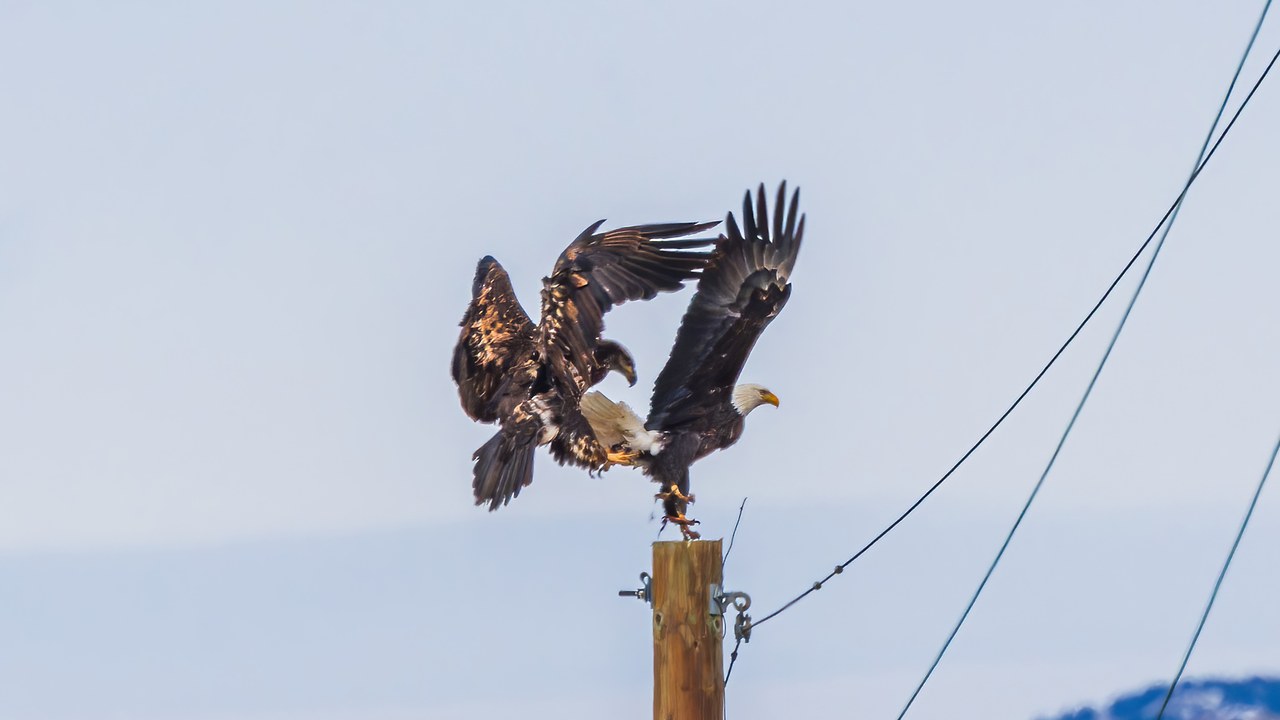 Two Bald Eagles perched near Utah Lake