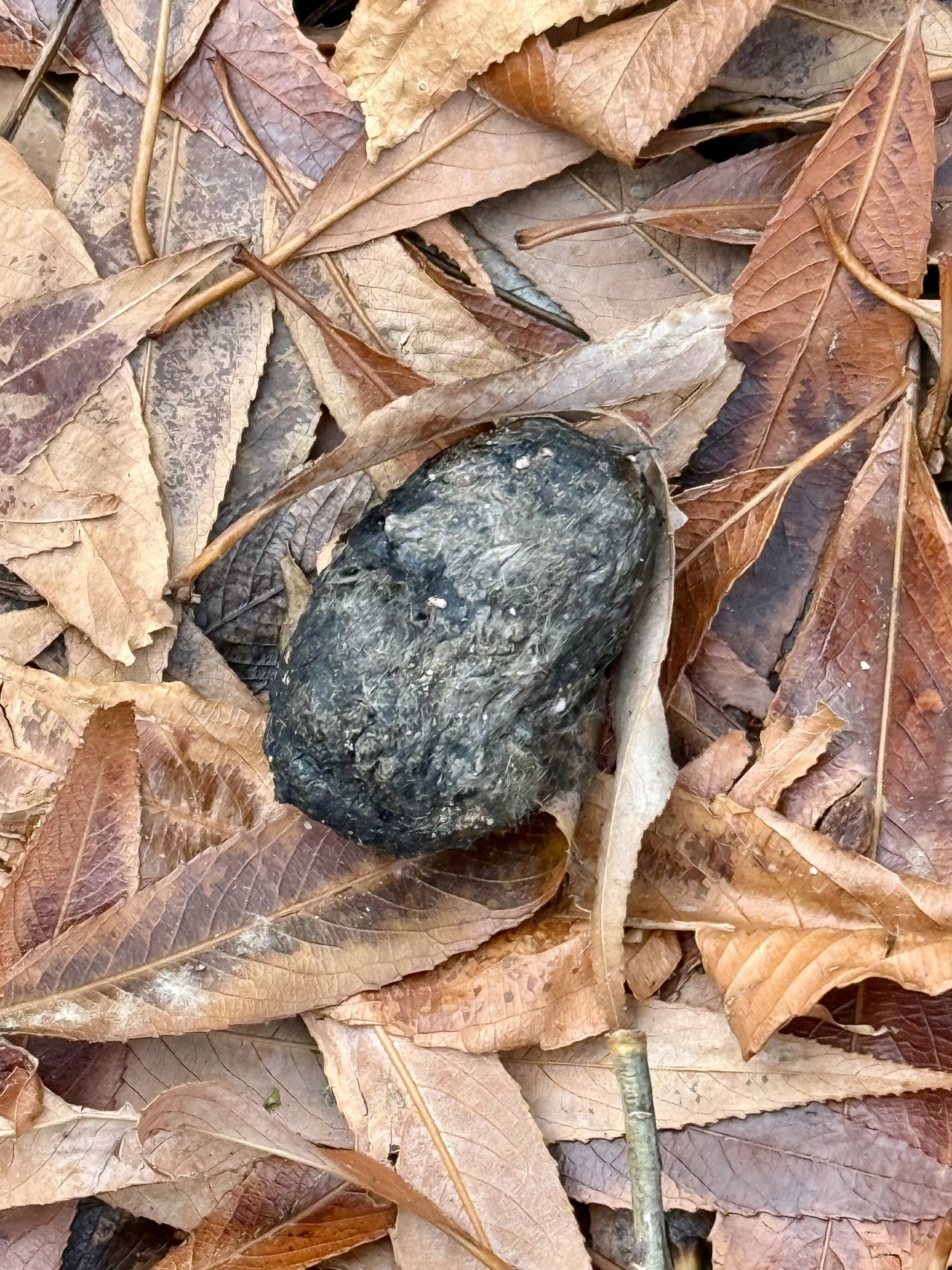 Barn Owl pellets beneath winter trees