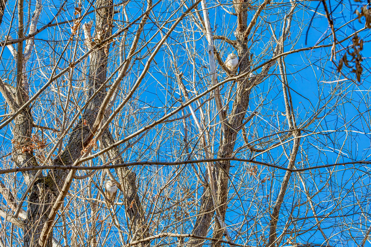 Barn Owls hidden high in winter trees