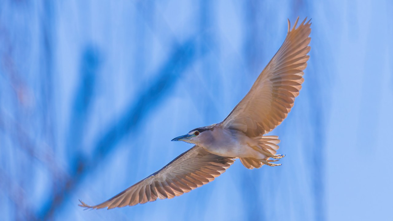 Black-crowned Night Heron flying at Flowserve ponds