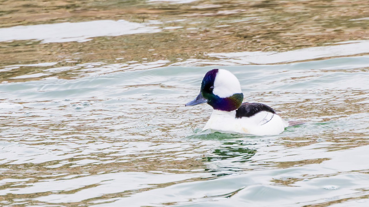 Bufflehead floating on choppy winter water at Bear River