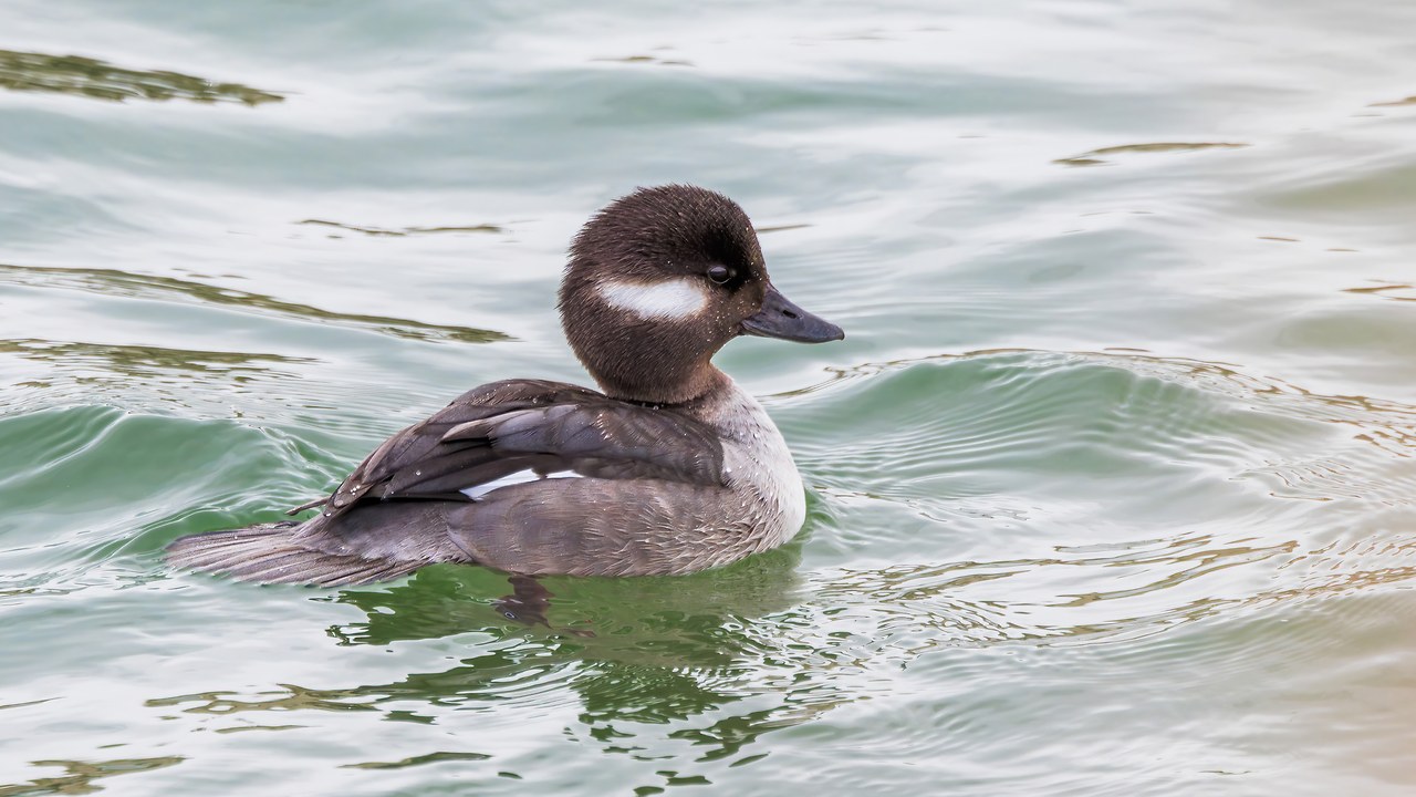 Two Buffleheads drifting together on winter water at Bear River
