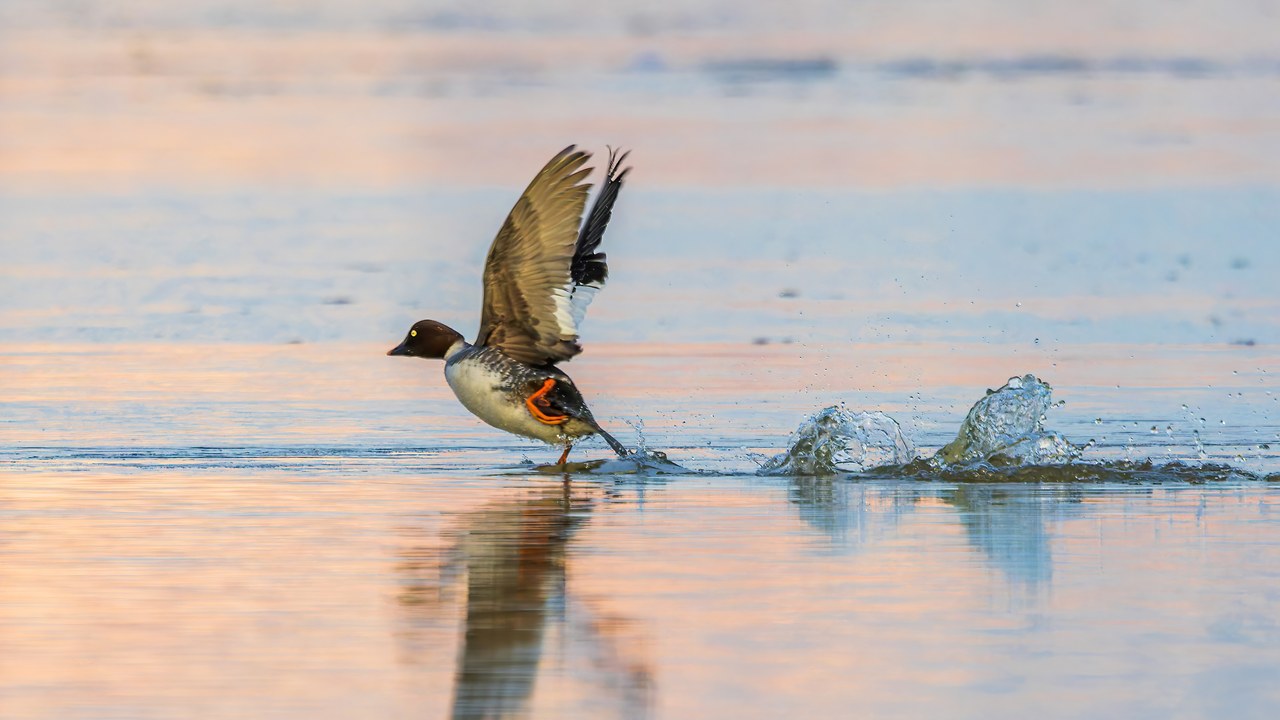 Common Goldeneye taking off from the water near Antelope Island Causeway in winter light