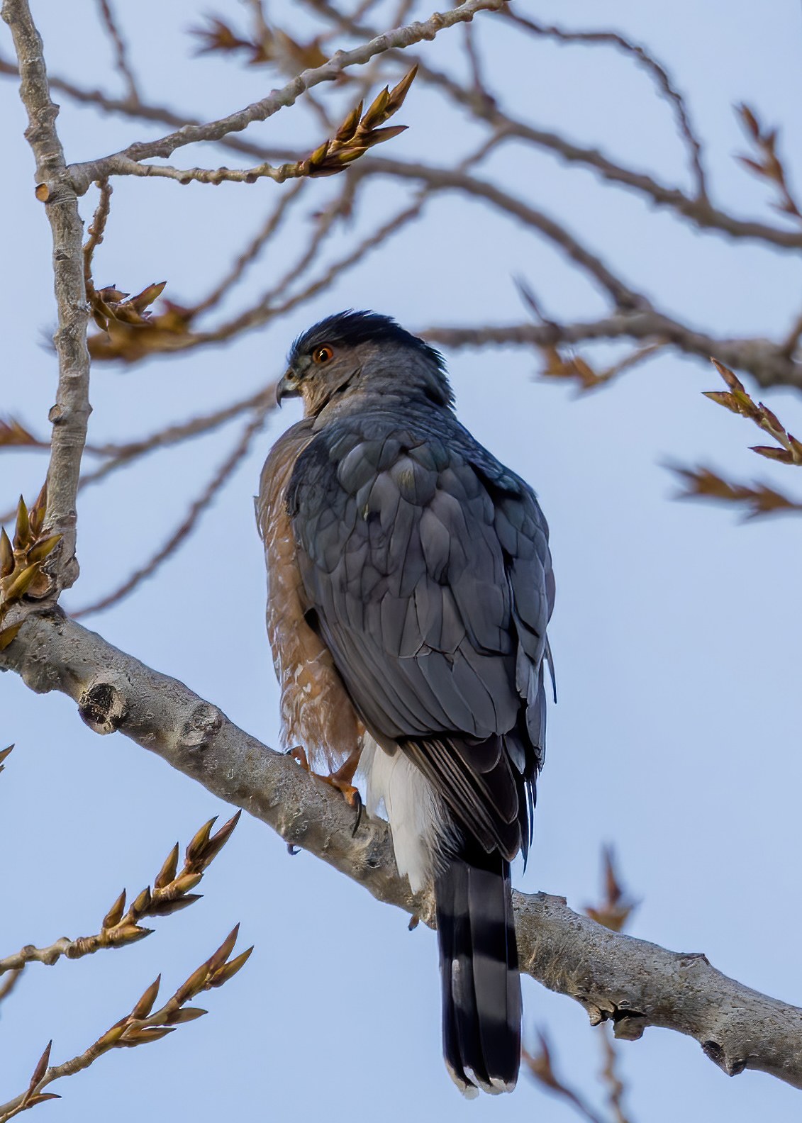 Cooper’s Hawk perched in winter trees