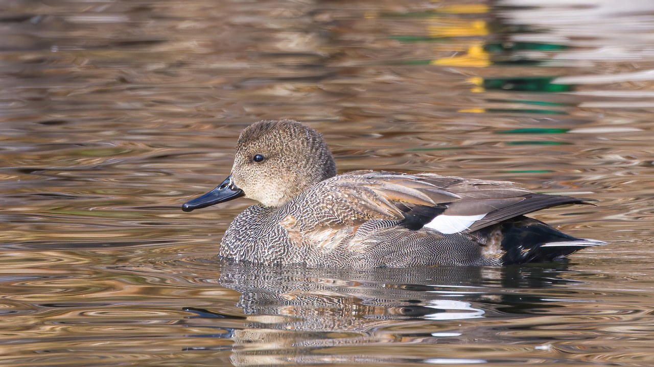 Gadwall swimming in warm winter light
