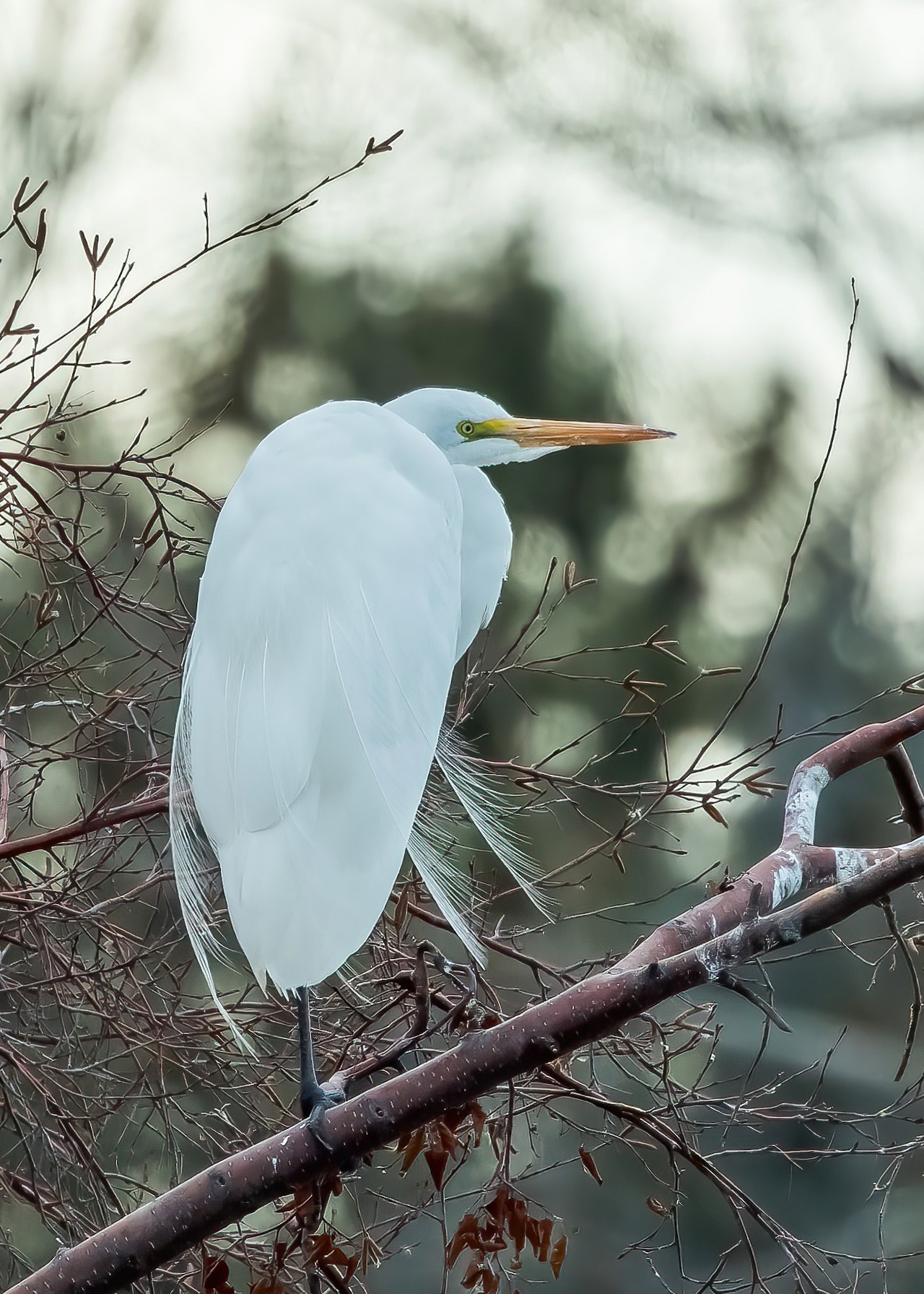 Great Egret perched near Flowserve ponds