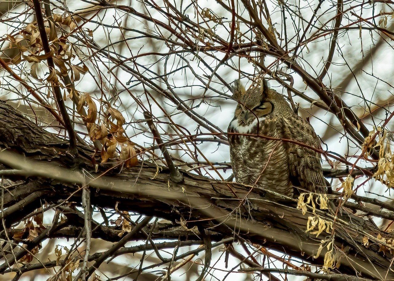 Great Horned Owl roosting quietly in dense winter branches near Saratoga Springs