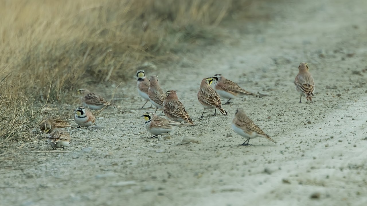Horned Larks gathered along a dirt road at Bear River