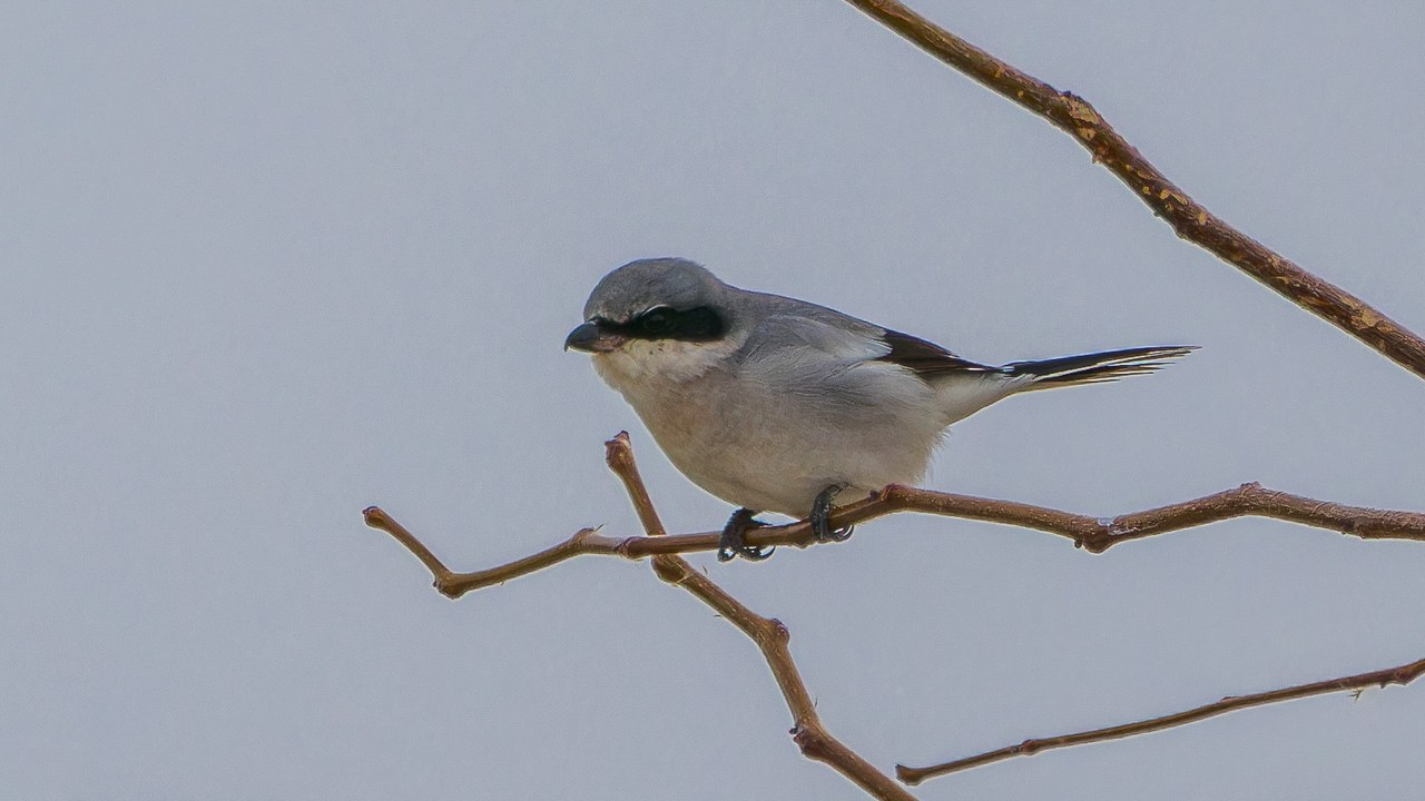 Loggerhead Shrike perched on branches at Bear River