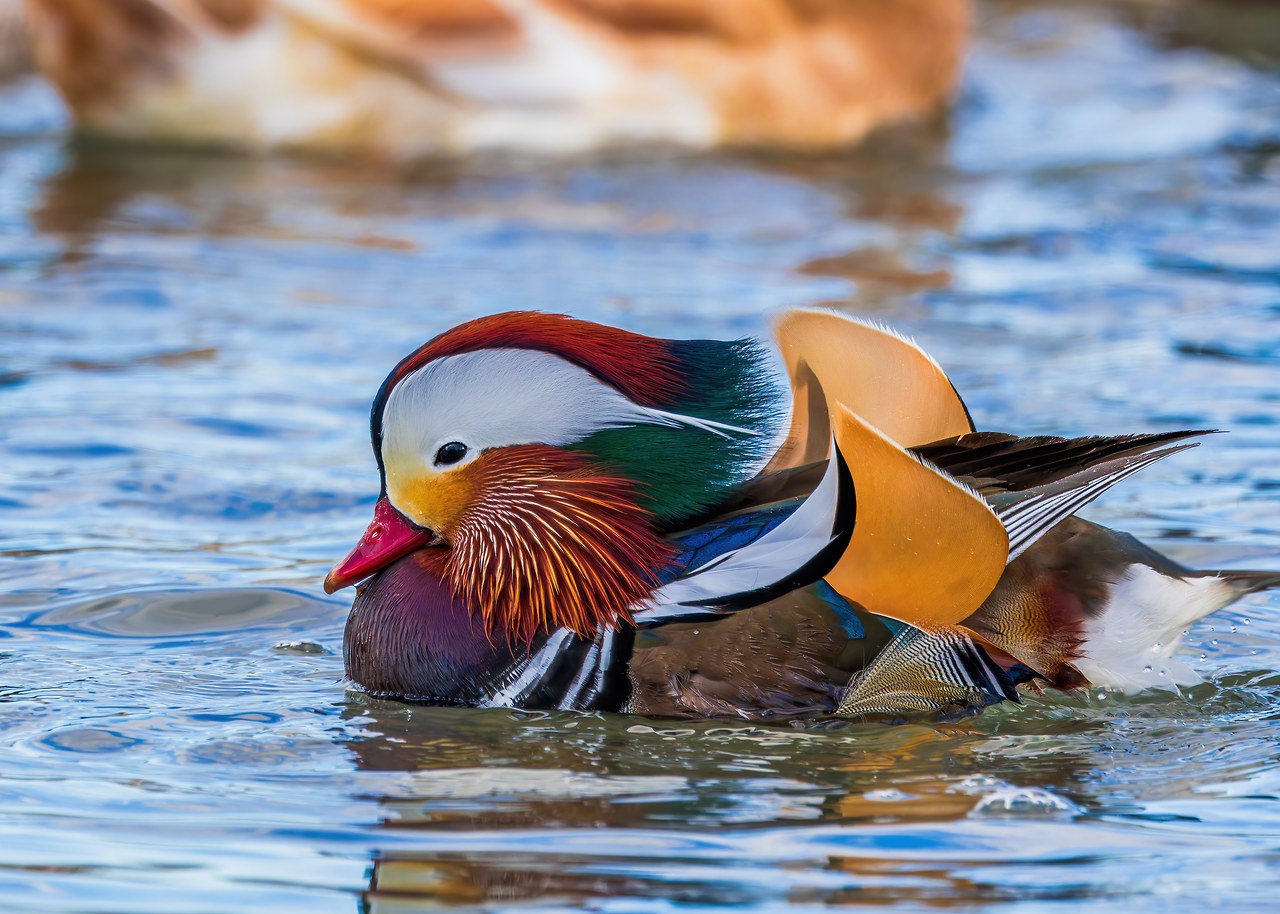 Mandarin Duck at Spring Lake in winter