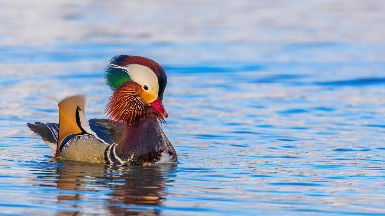 Mandarin Duck swimming at Spring Lake in winter light