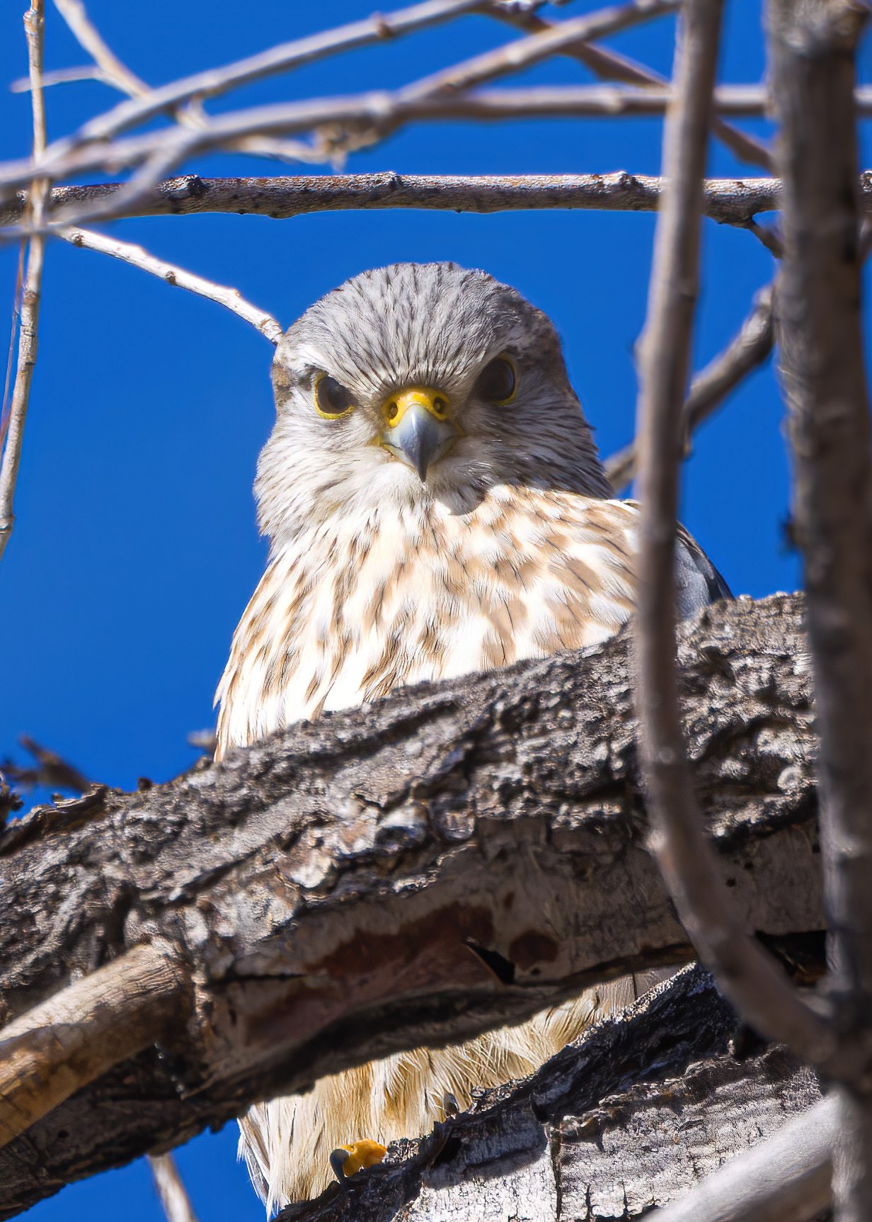 Merlin perched and preening near workplace