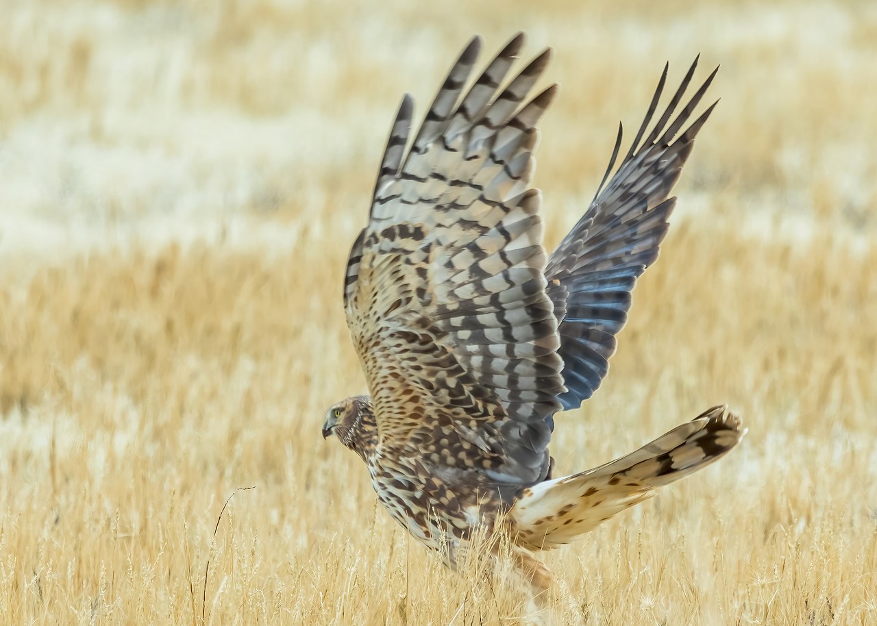 Northern Harrier on the ground in winter grass at Bear River