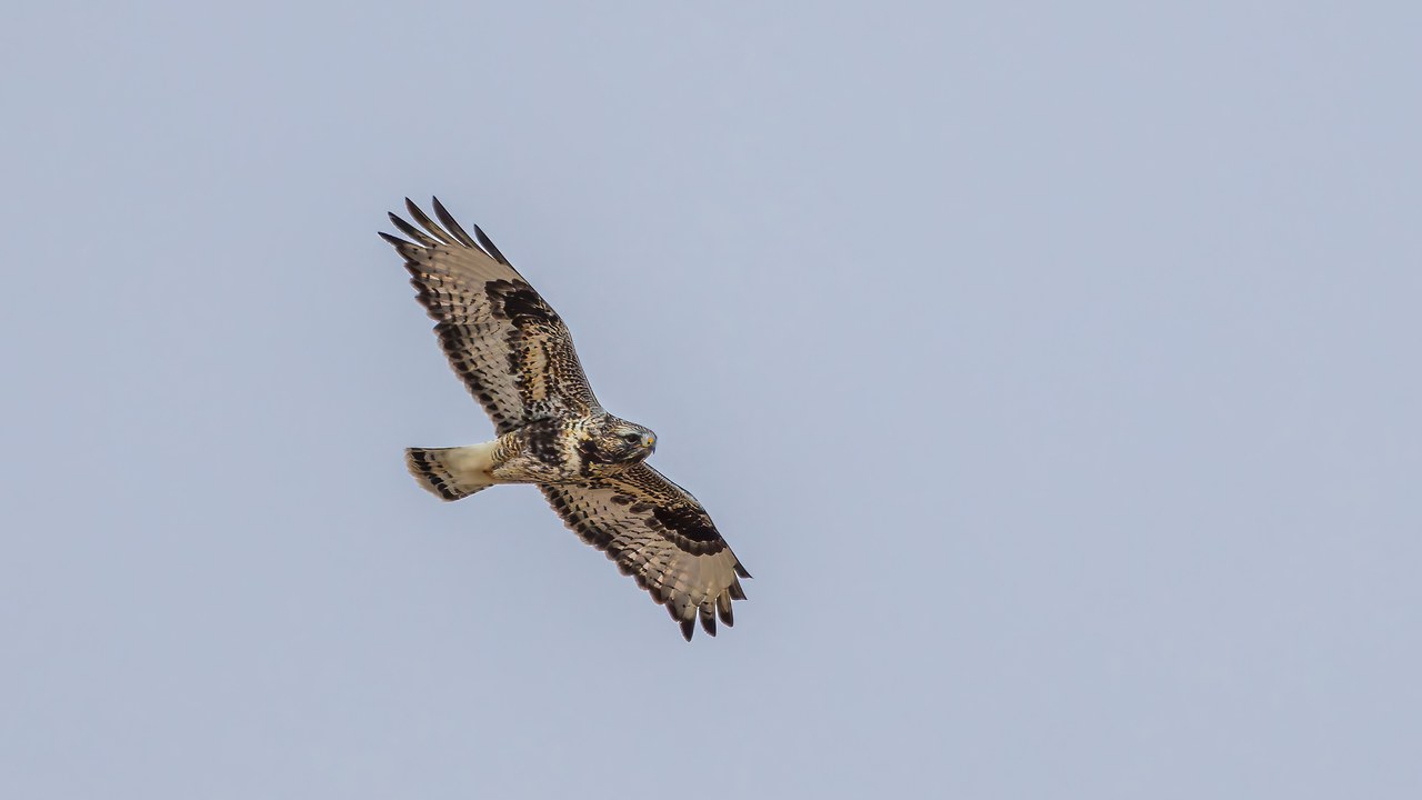 Rough-legged Hawk hovering over winter fields at Bear River