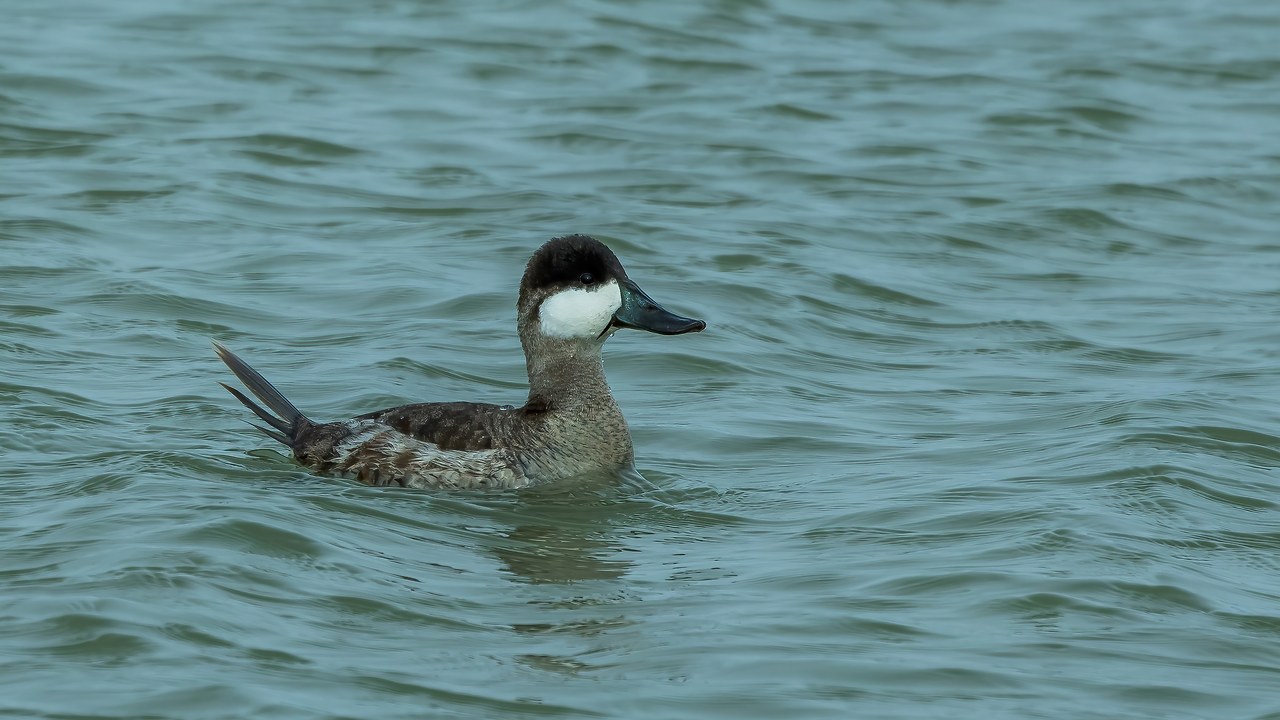 Ruddy Duck swimming on choppy winter water at Bear River