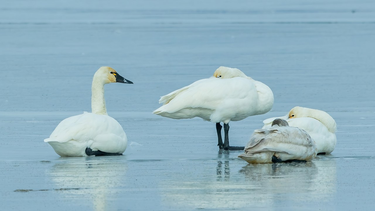 Tundra Swans resting on frozen water at Bear River