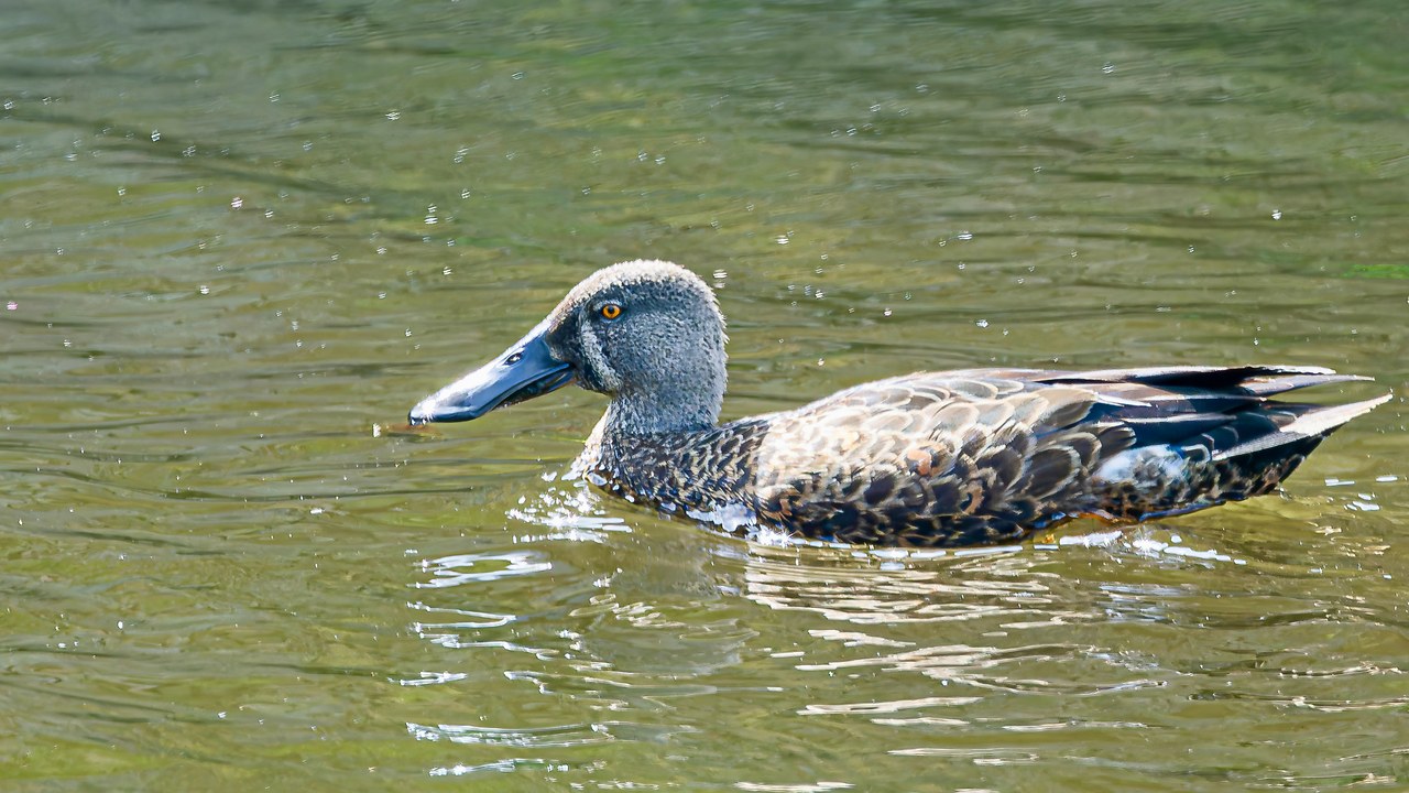 Australasian Shoveler swimming on a pond at the Hobbiton Movie Set in New Zealand.