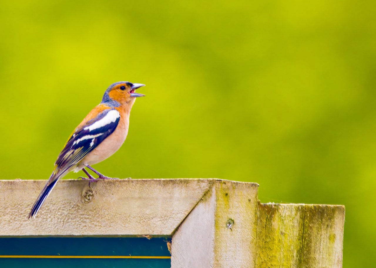 Common Chaffinch perched near a Hobbiton building in New Zealand.
