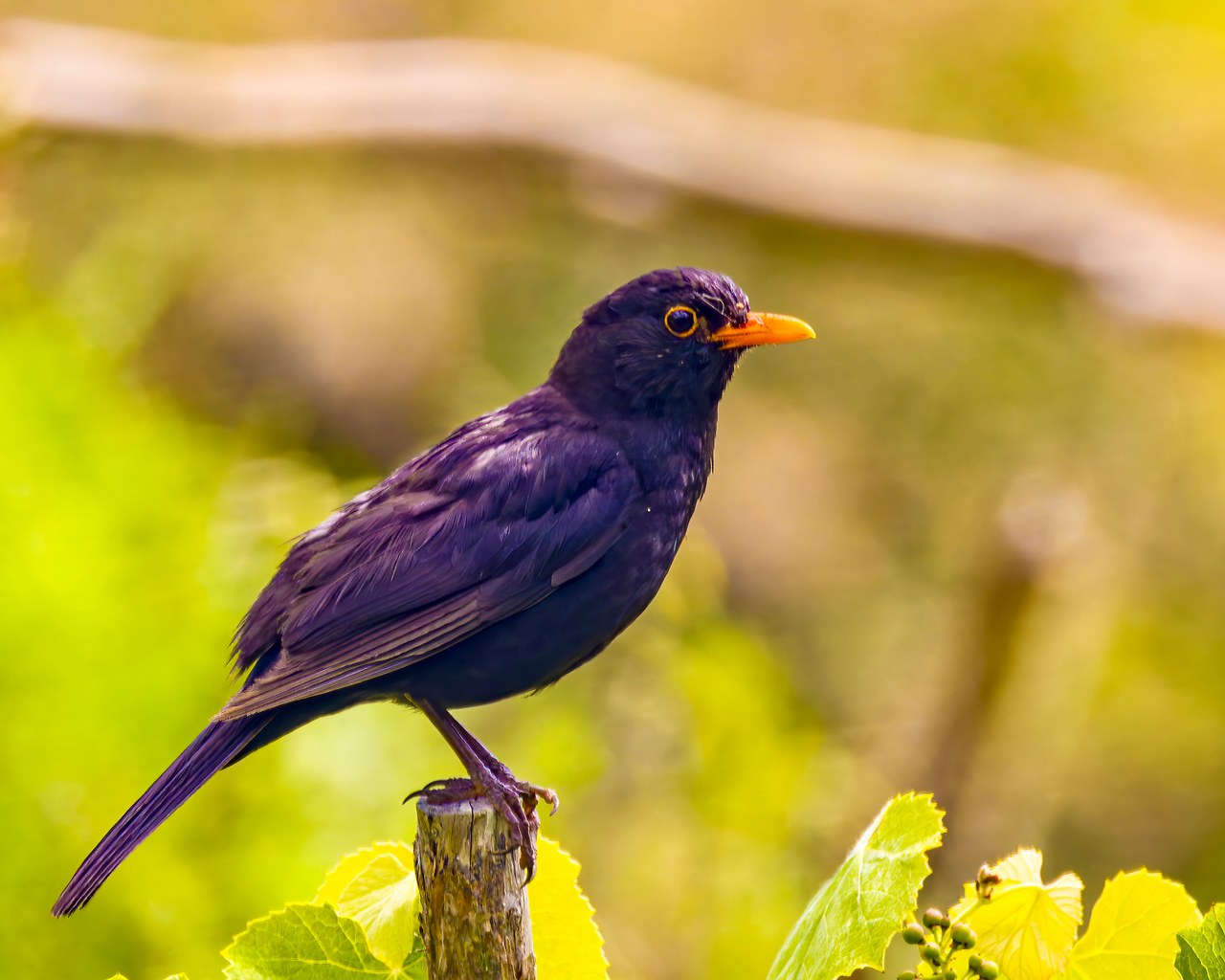 Male Eurasian Blackbird perched in a garden at Hobbiton.