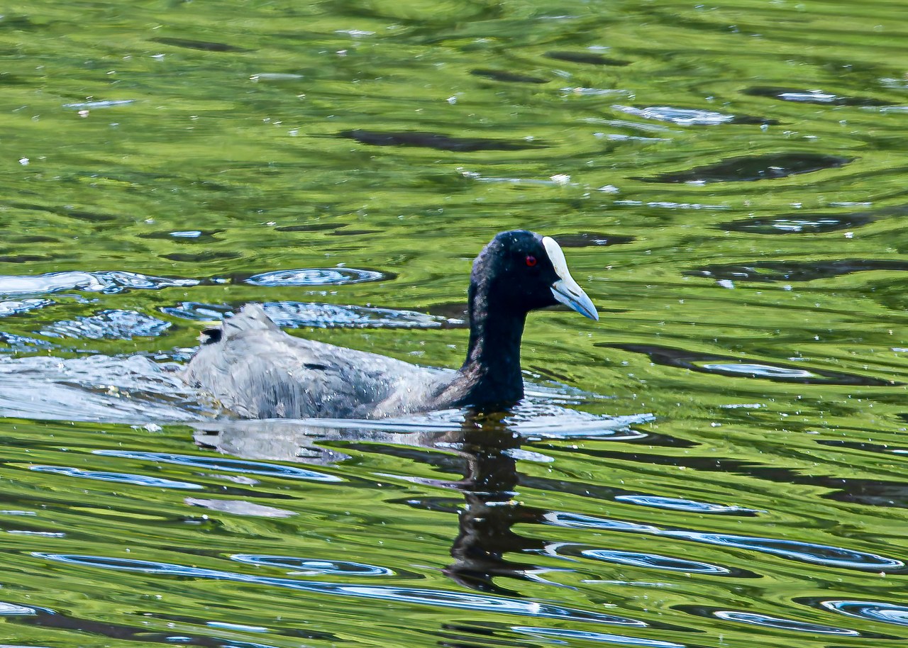 Eurasian Coot swimming across a green pond at Hobbiton in New Zealand.