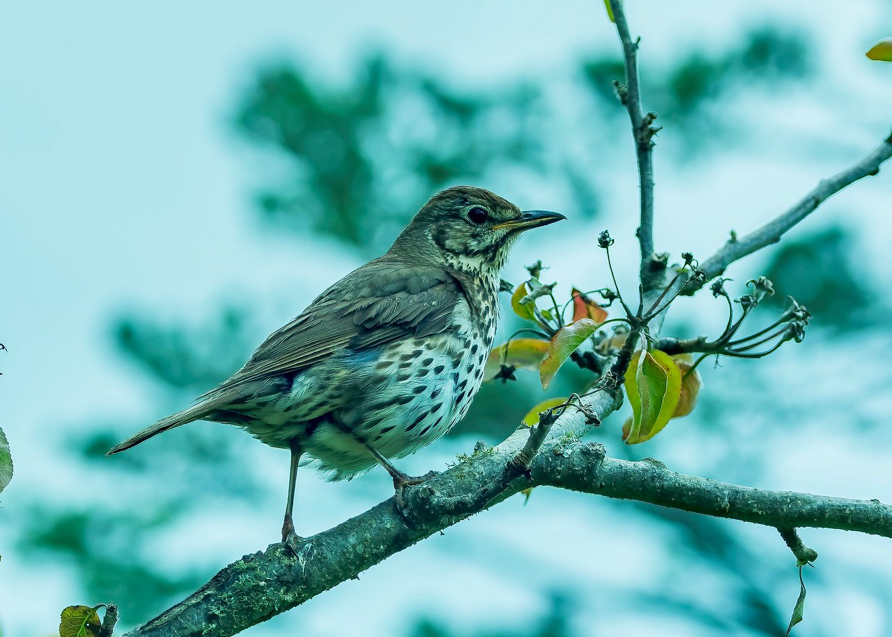 Song Thrush perched in a tree near the hobbit holes at Hobbiton.
