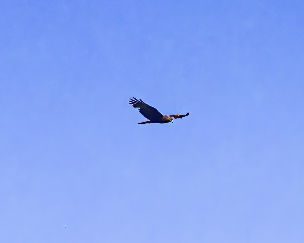 Swamp Harrier flying above farmland in the Waikato region of New Zealand.
