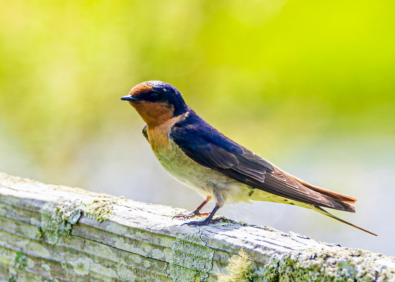 Welcome Swallow perched on a fence at Hobbiton in New Zealand.