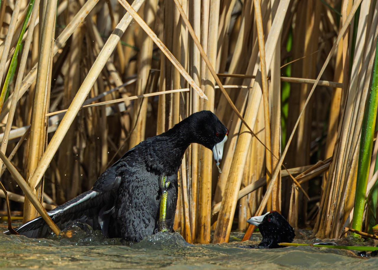 Two American Coots facing each other in shallow marsh water after a fight
