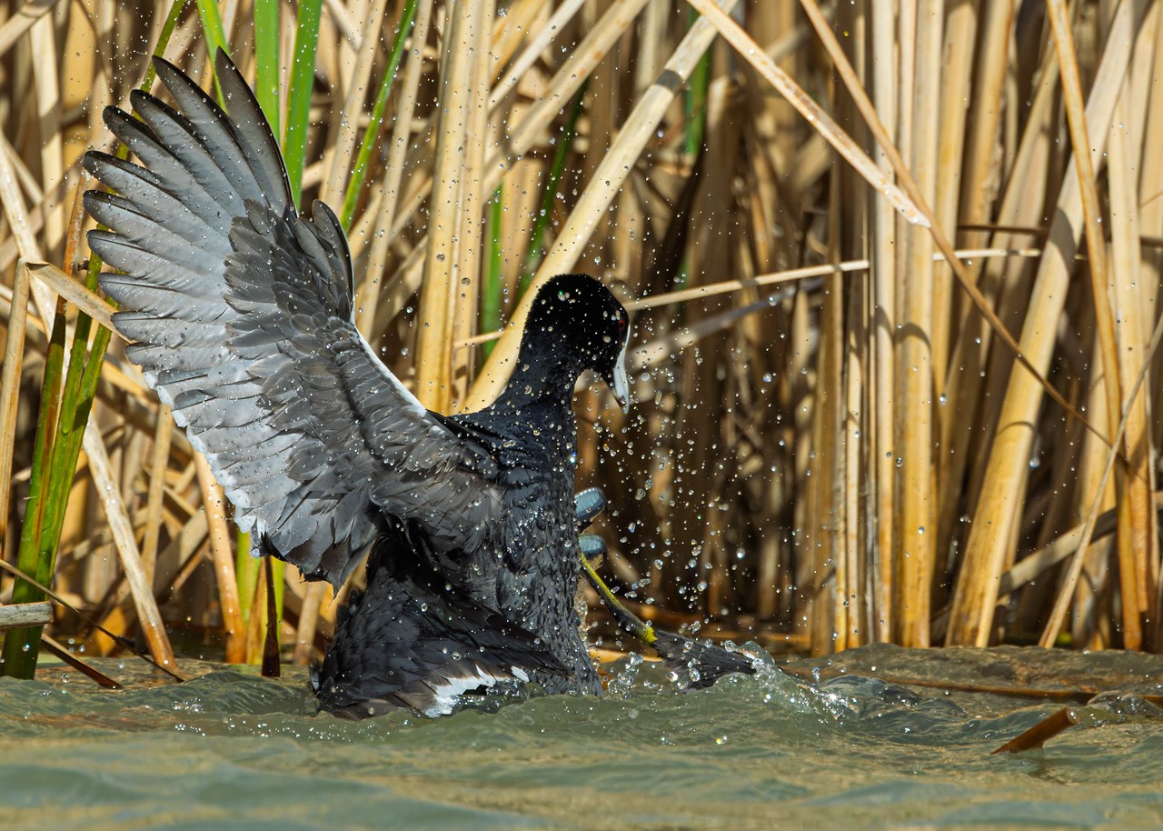 American Coot with wings raised splashing in the reeds during a territorial fight