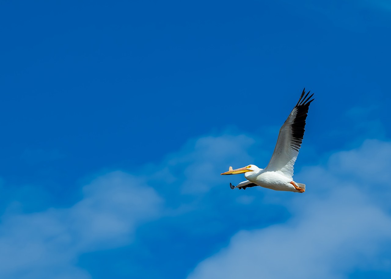 American White Pelican flying across a blue sky above Willard Bay marsh habitat