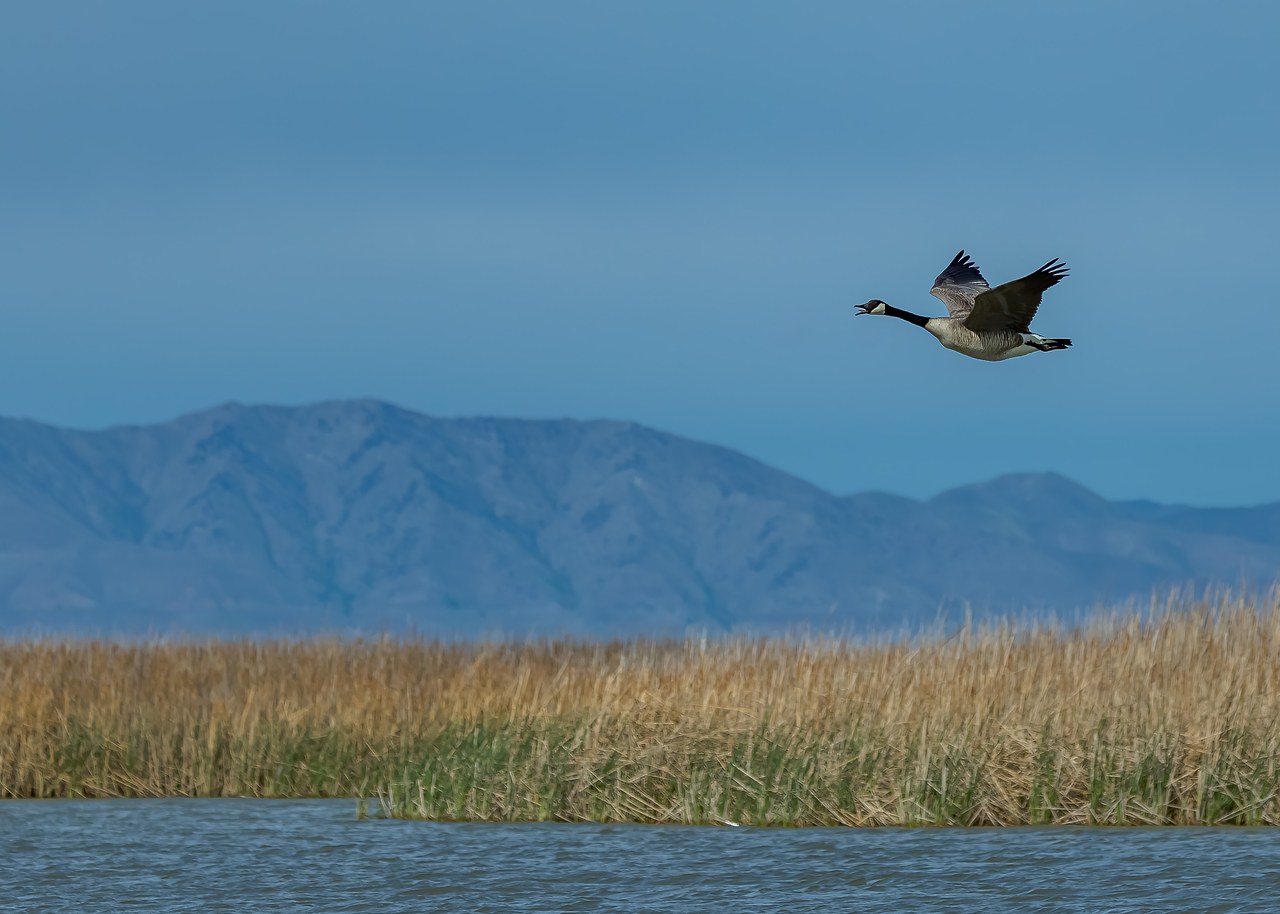 Canada Goose flying over wetland habitat with distant mountains behind it