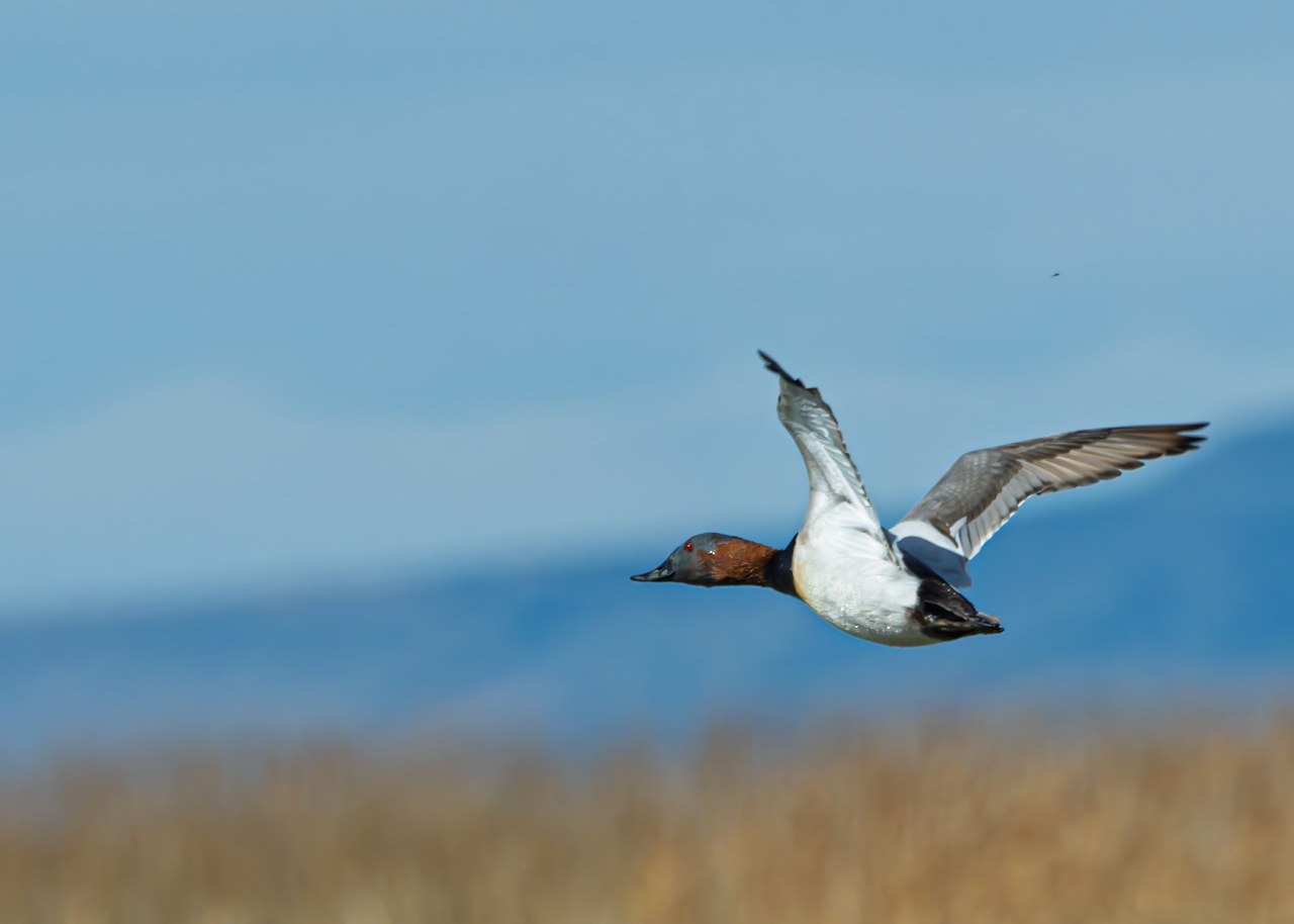Canvasback flying with blue water and marsh tones behind it