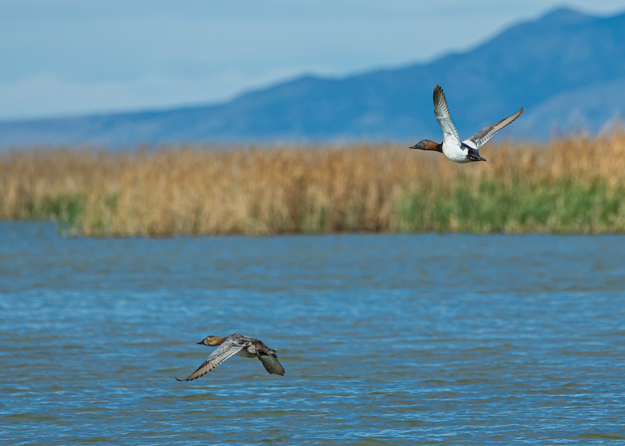 Canvasback flying low over marsh water with mountains and reeds in the background
