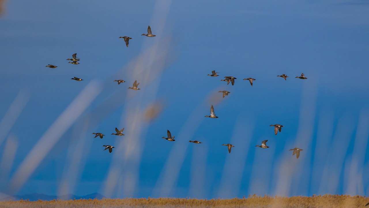 Flock of ducks flushing over a marsh with blurred reeds in the foreground