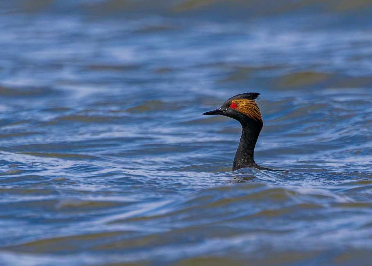 Eared Grebe in breeding plumage swimming through blue marsh water