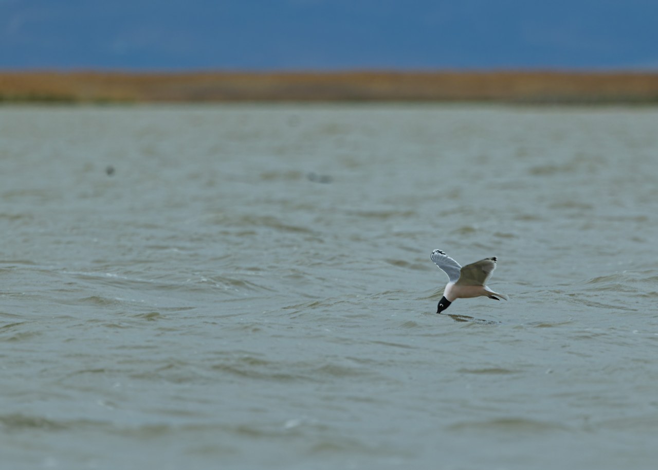 Franklin's Gull flying low over choppy marsh water while skimming the surface to drink