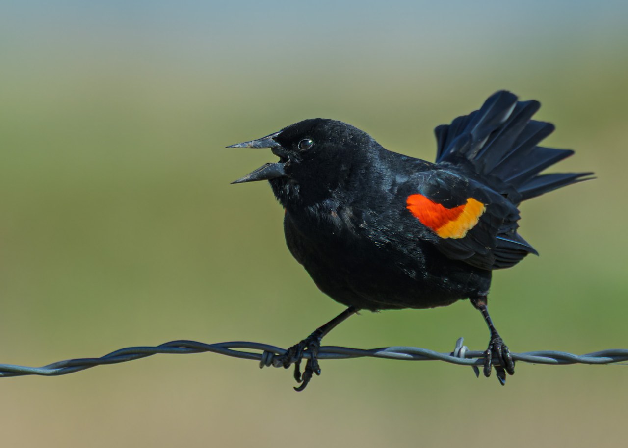 Male Red-winged Blackbird calling from a barbed wire fence with red and yellow shoulder patches raised